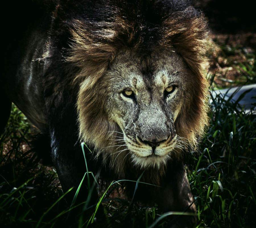 aditya aashish lion portrait zoo
