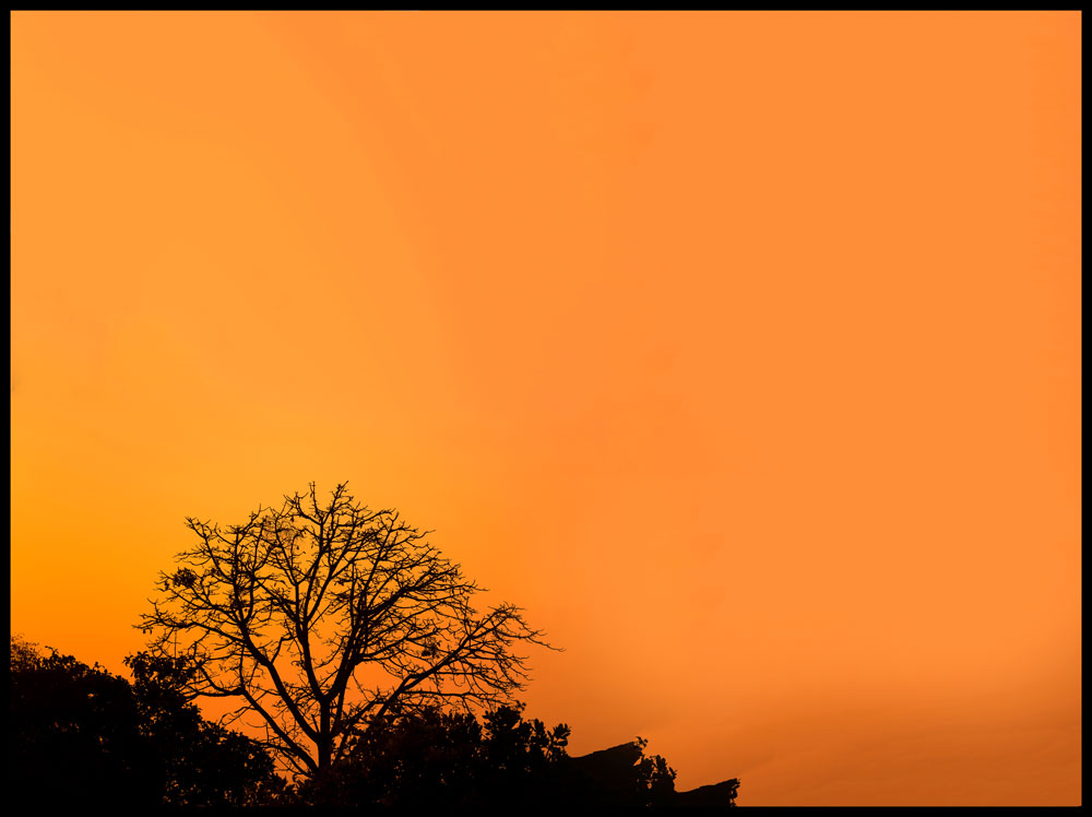 aditya aashish tree silhouette sunrise